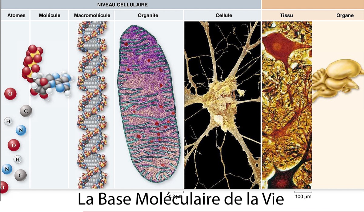 Bases Moléculaires de la Vie
