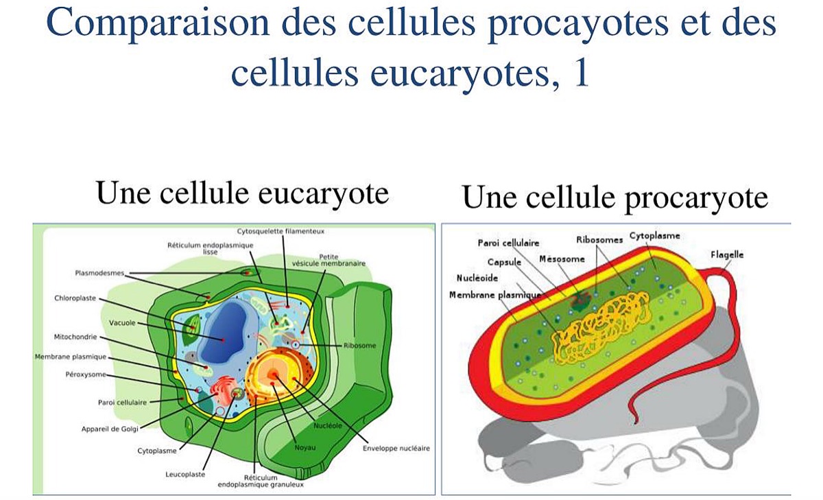 Comparaison Procaryote vs Eucaryote